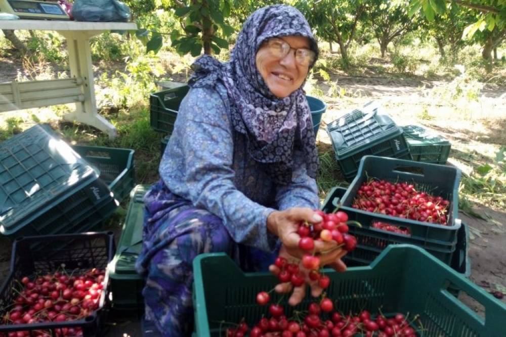 Çeribaşı Kiraz Hasat Şenliği bugün yapılacak